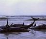 الحوت القاتل المزيف منتحراً على شواطئ خليج فليندرز،أستراليا الغربية،1986