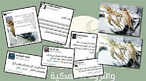 من الوطن