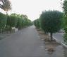 ممشى 'ارشيفية'