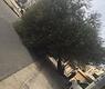 سقوط شجرة في الرابية